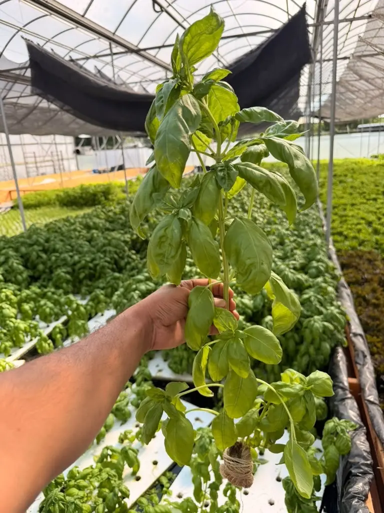 Rota Farms live basil inside the greenhouse