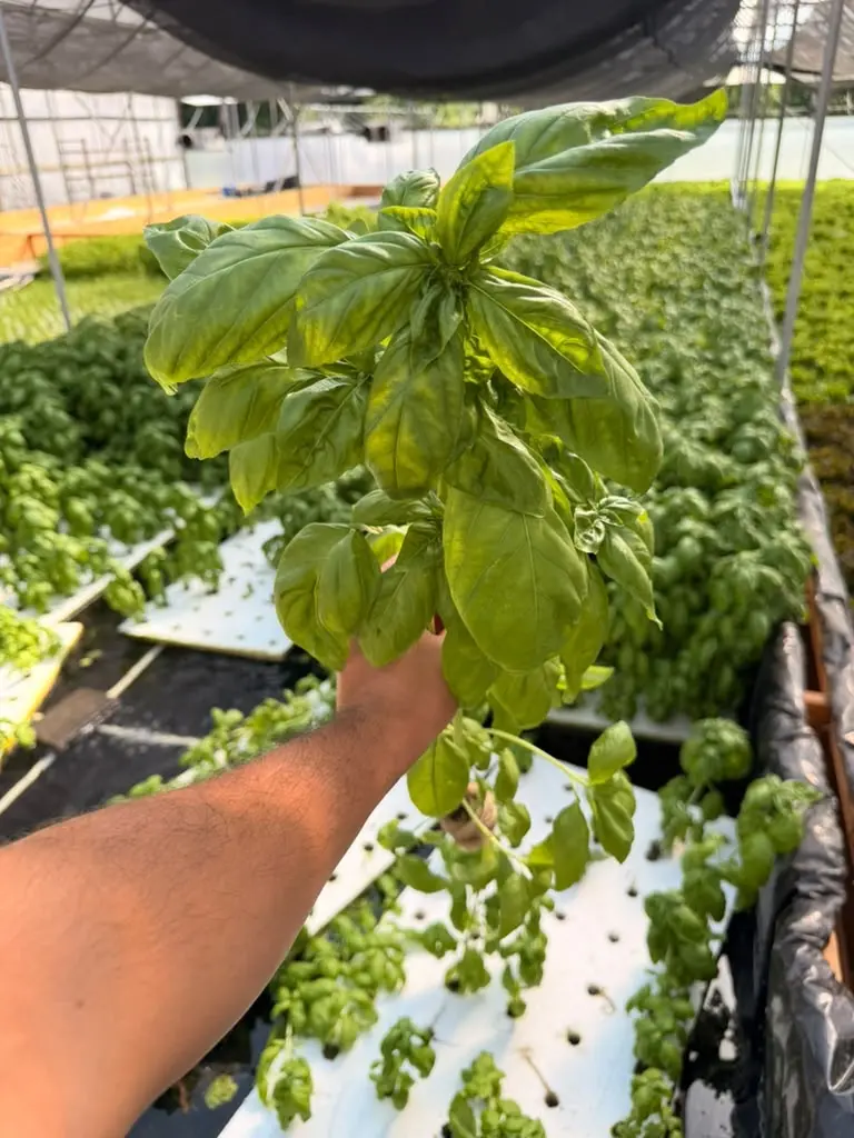 Healthy hydroponic basil and coconut root plug