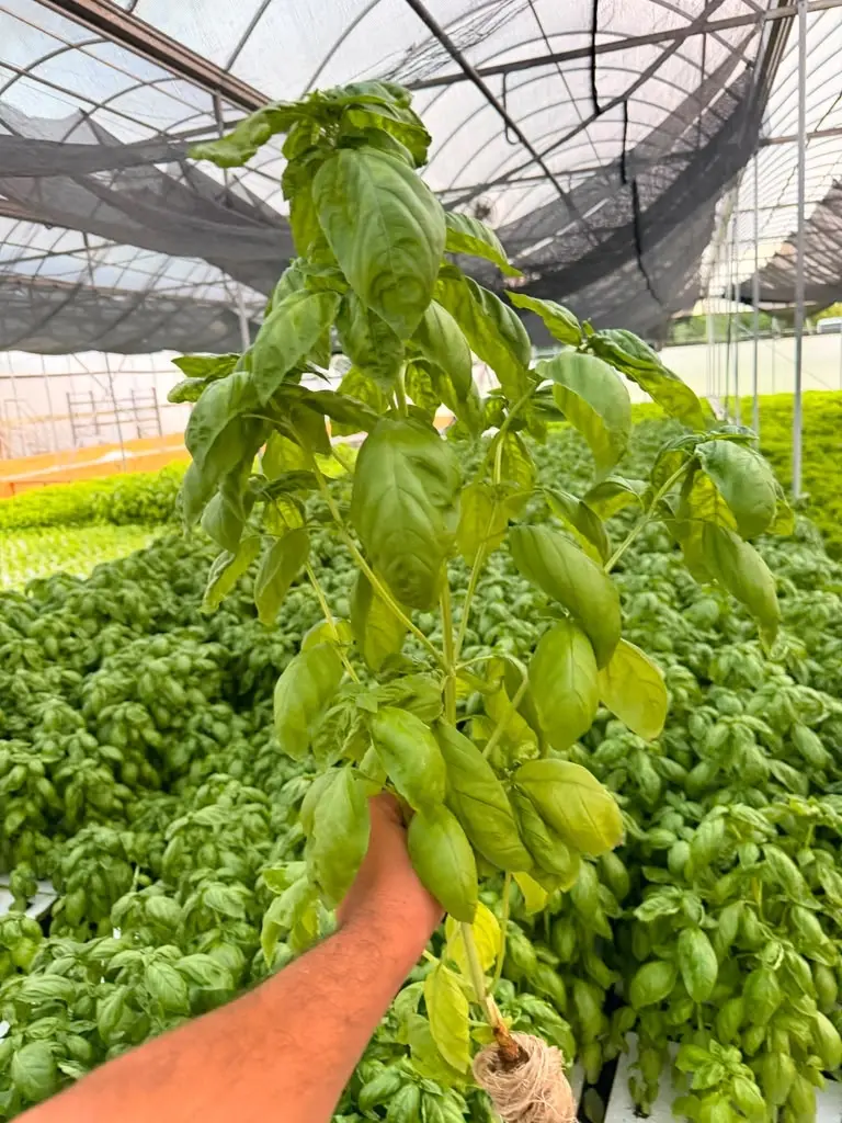 Rota Farms live Genovese basil with its roots intact