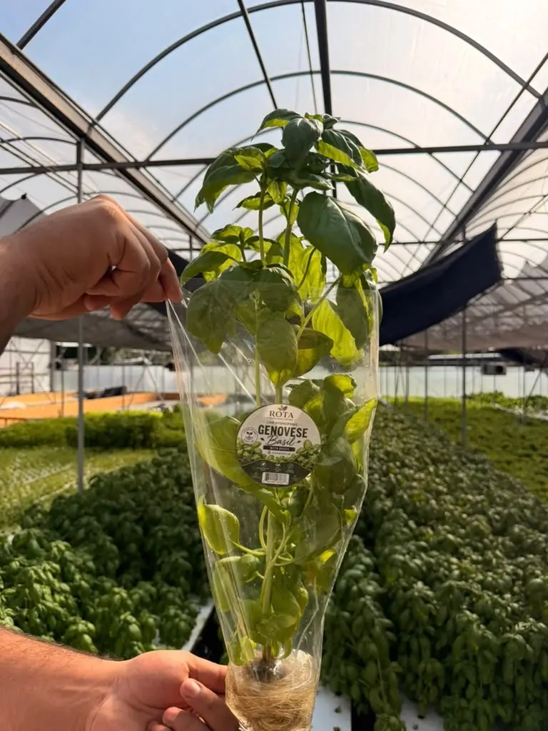 Rota Farms basil packed with roots intact
