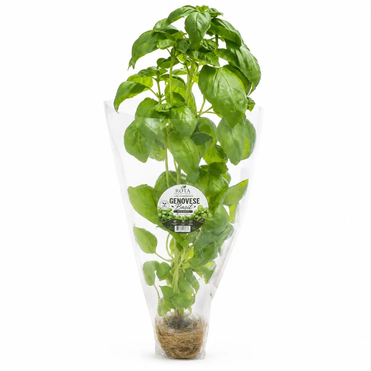 Genovese Basil